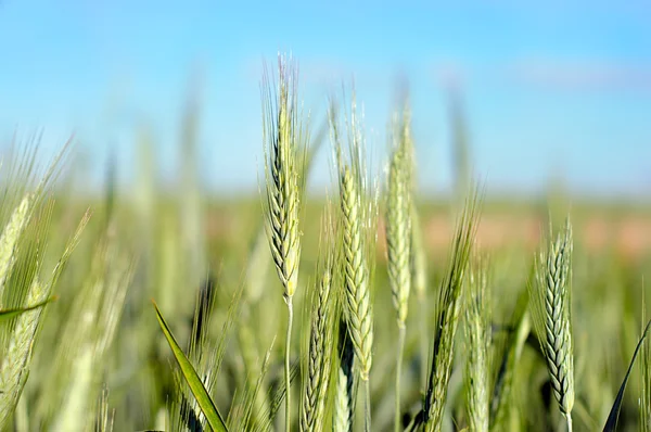 Green wheat in summer — Stock Photo, Image