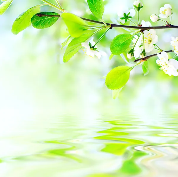 Vita vårblommor på gren på vattenvågor Stockfoto