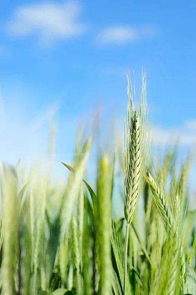 Wheat field in summer — Stock Photo, Image