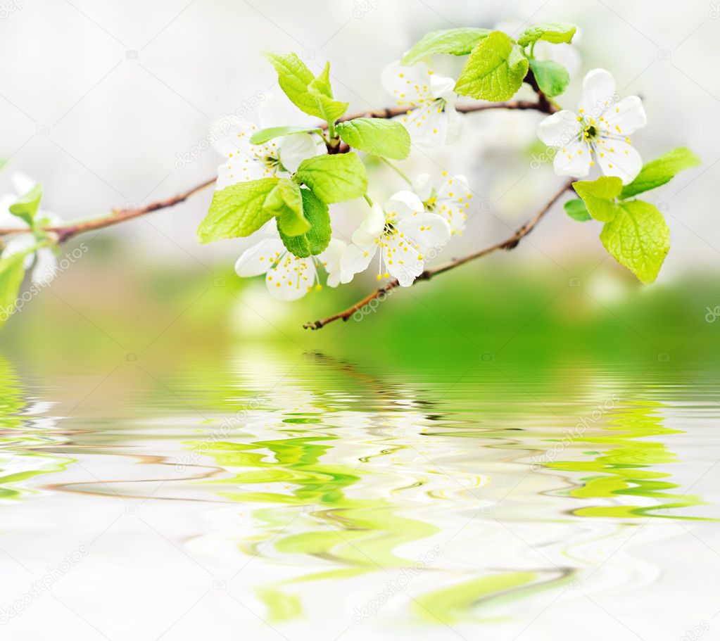 Spring flowers on branch on water waves
