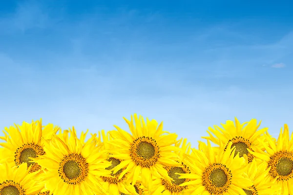 Sunflowers over blue sky in summer — Stock Photo, Image