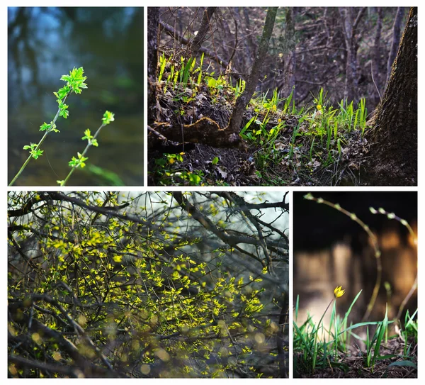 Bosque de primavera. —  Fotos de Stock
