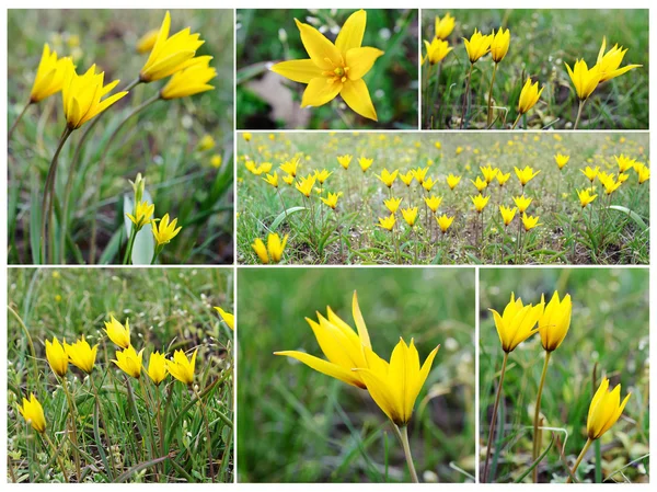Vahşi sarı çiçek. — Stok fotoğraf