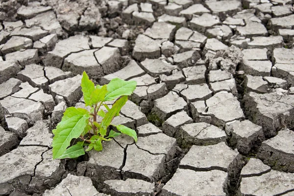 stock image Green sprout in the dry ground