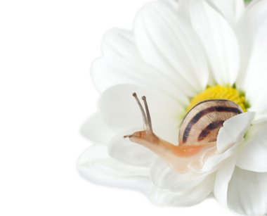 Small snail on a beautiful flower clipart