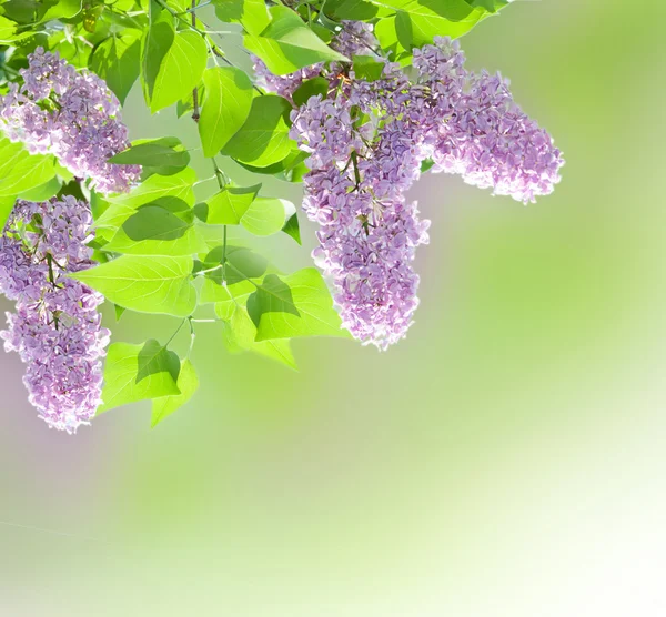 Lilac background — Stock Photo, Image
