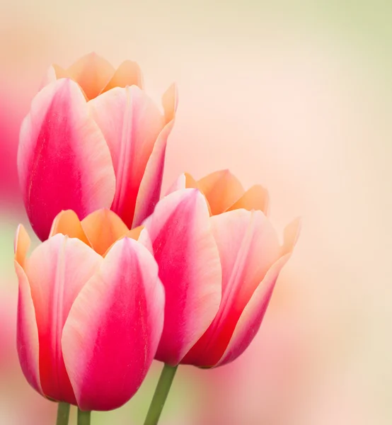 Piękne różowe tulipany tło wiosna — Zdjęcie stockowe