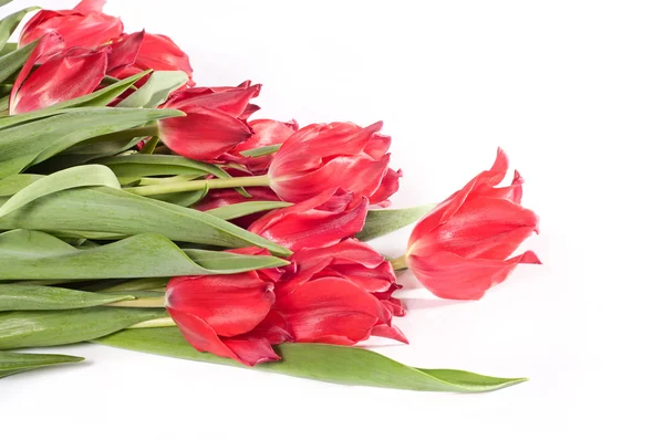 Hermosos tulipanes rosados en blanco — Foto de Stock