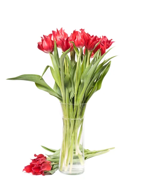 Bellissimi tulipani rosa in vaso su bianco — Foto Stock