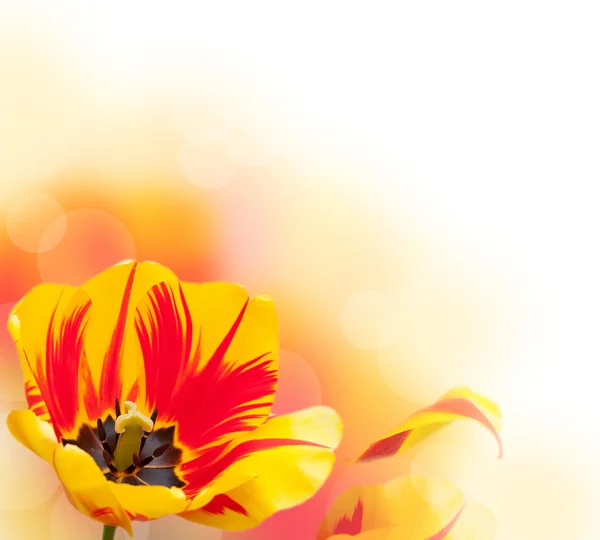 Bellissimo bordo tulipano — Foto Stock