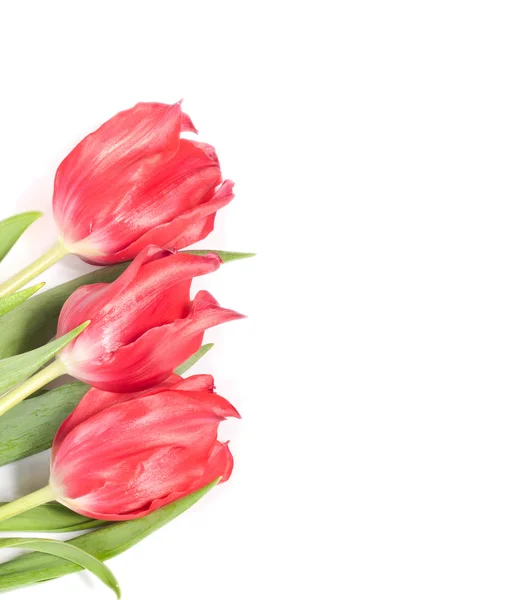 Hermoso borde de tulipanes rosados en blanco — Foto de Stock