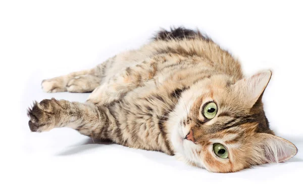 Grande tabby gatto — Foto Stock