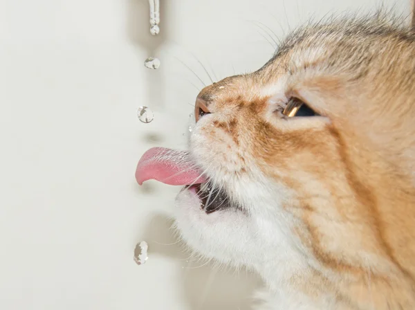 Katze trinkt Wasser — Stockfoto