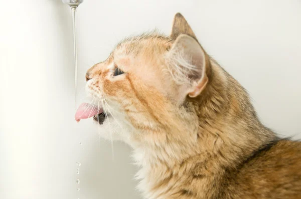 Katze trinkt Wasser — Stockfoto