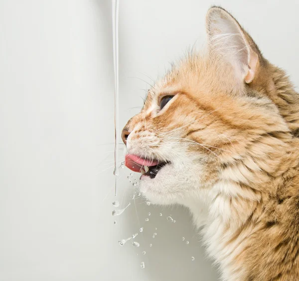 Katze trinkt Wasser — Stockfoto