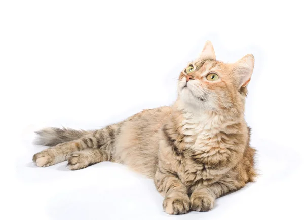 大きな平織りシベリア猫 — ストック写真