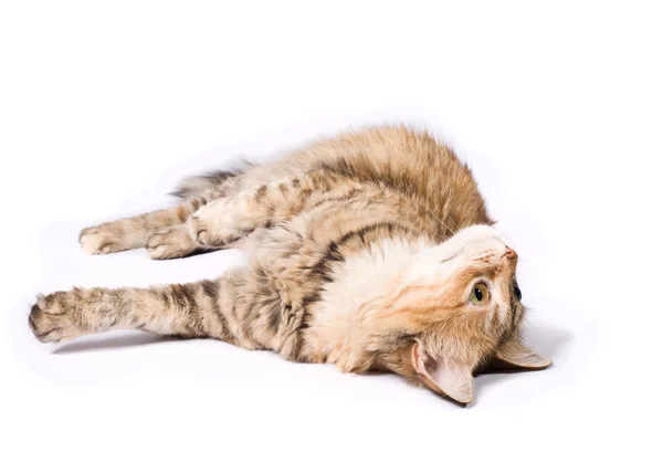 Grande gato siberiano tabby — Fotografia de Stock
