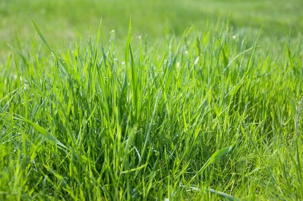 Green spring grass — Stock Photo, Image