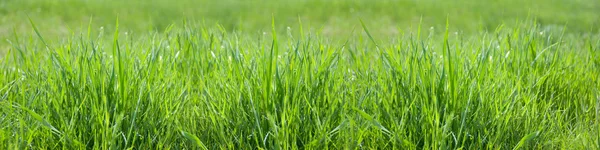 หญ้าฤดูใบไม้ผลิสีเขียว พาโนรามา — ภาพถ่ายสต็อก