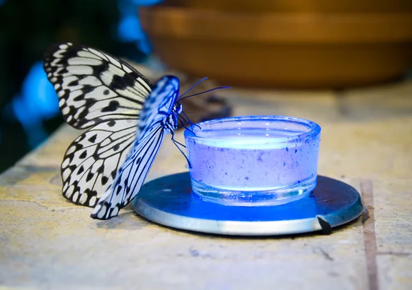 Idea leuconoe butterfly — Stock Photo, Image