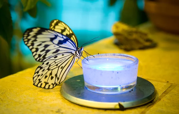 stock image Idea leuconoe butterfly