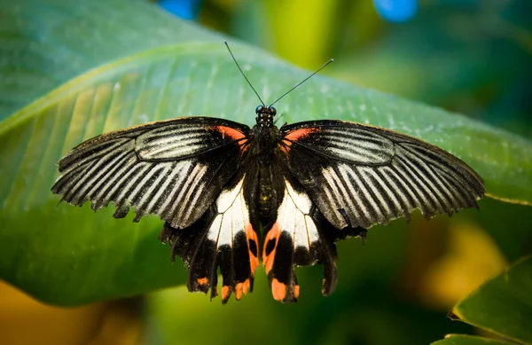 Motýl na zelené opustit — Stock fotografie