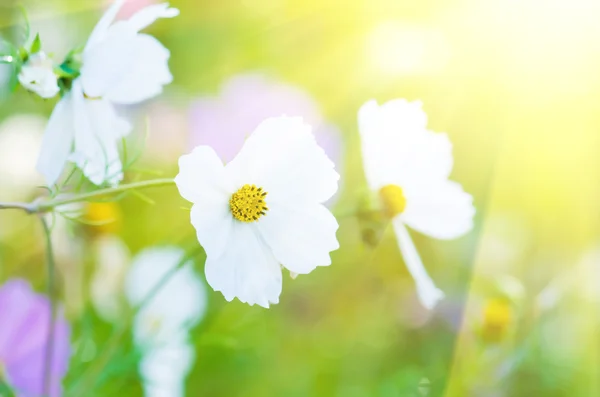 White beautiful flowers on the green background. — Stock Photo, Image