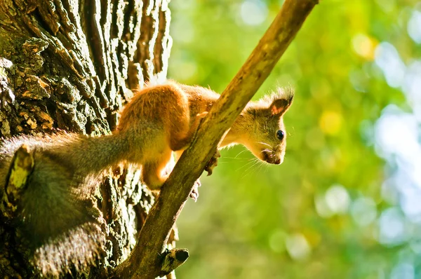 Ardilla sentada en la rama con una nuez en la boca — Foto de Stock