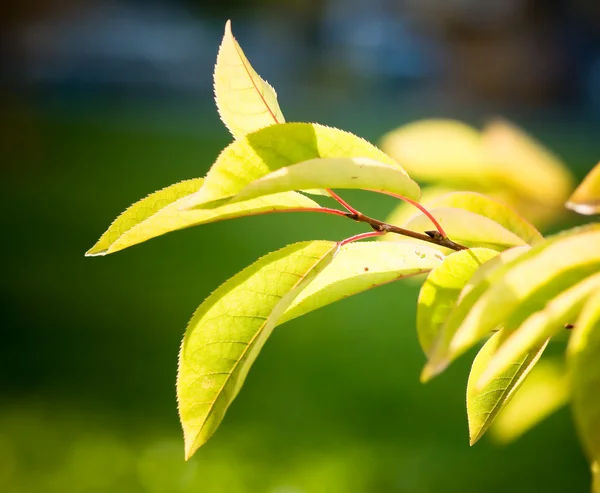 Green leaves, shallow focus — Stock Photo, Image