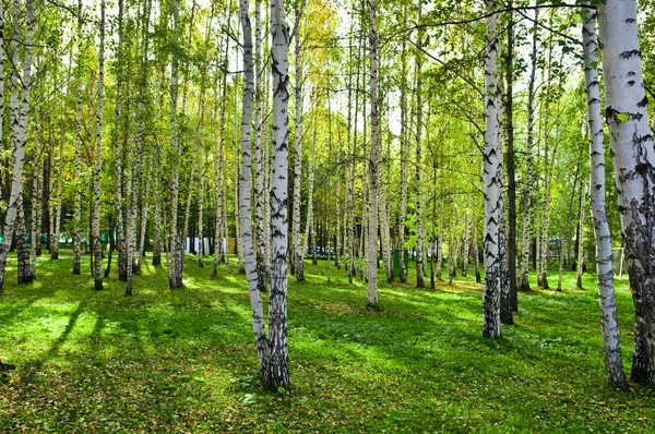 Floresta de vidoeiro com sombras longas — Fotografia de Stock