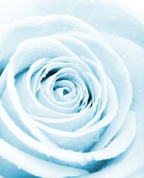 stock image Blue rose