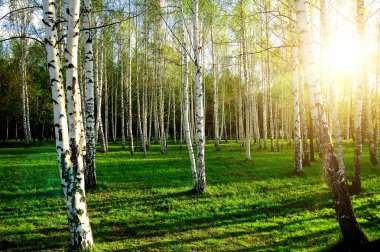 Birch wood in Russia clipart