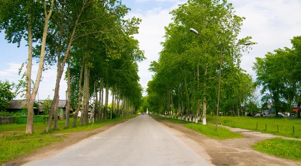 Avenue in park — Stockfoto