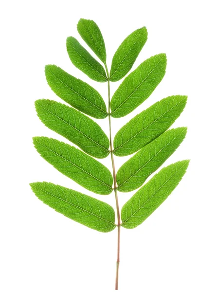 Πράσινα φύλλα απομονωμένα — Φωτογραφία Αρχείου