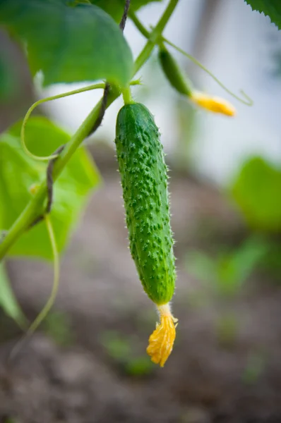 Cucumber on the vine — Stock Photo, Image