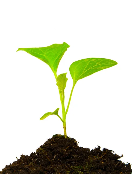 Growing green plant isolated — Stock Photo, Image