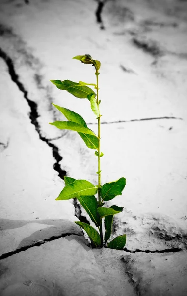 Groene plant groeit van gebarsten aarde — Stockfoto