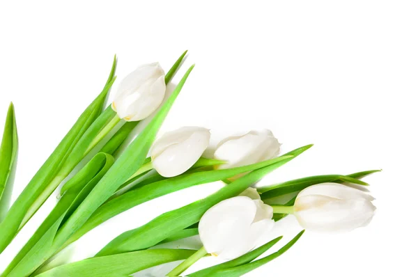 Frontière des tulipes blanches — Photo