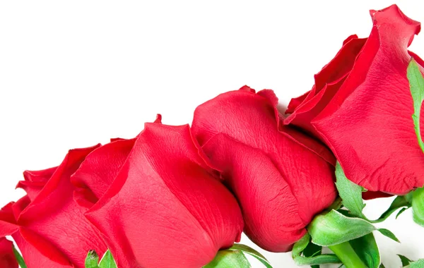 Krásné růže hranice — Stock fotografie