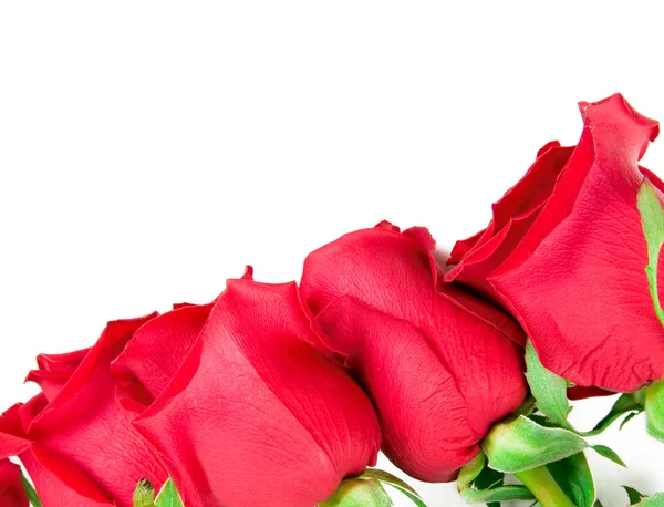Krásné růže hranice — Stock fotografie