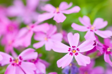 Phlox subulata