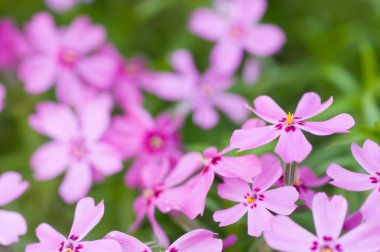 Phlox subulata