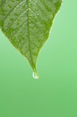 Green leaf with water droplet at the tip clipart