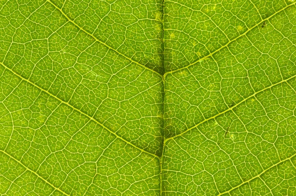 植物的叶关门 — 图库照片
