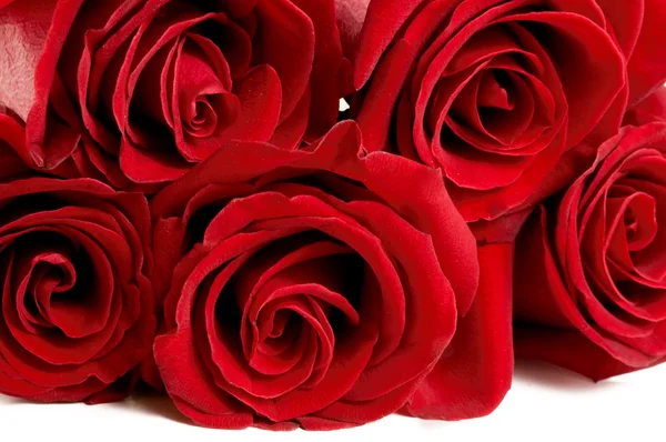 Primo piano di una rosa rossa — Foto Stock