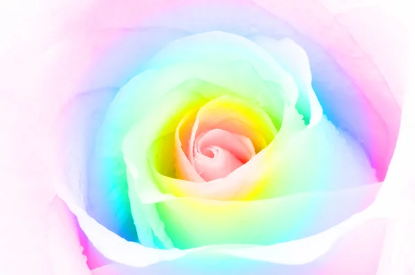 Rosa arco iris — Foto de Stock