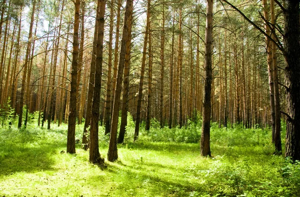 Foresta verde — Foto Stock