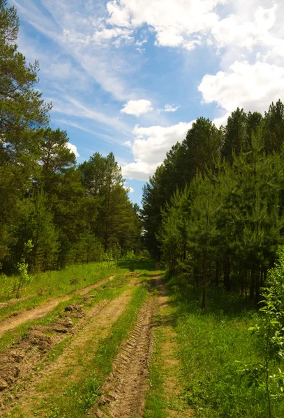 Slingerend pad door groene bos — Stockfoto