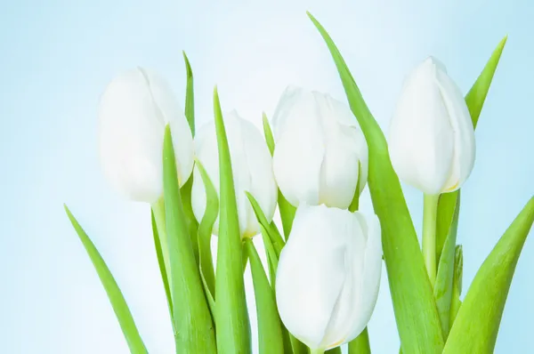 Білі тюльпани — стокове фото