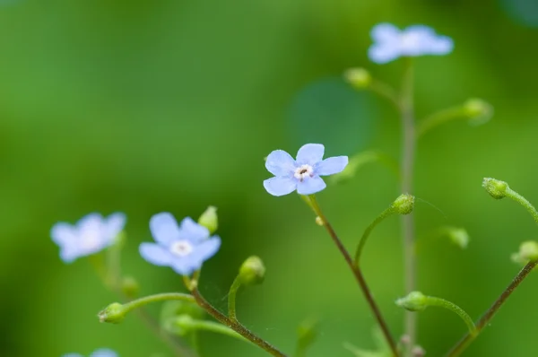 Myosotis — Stock fotografie